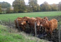 Vaches limousines - ferme du lycée de Salles de Barbezieux - Photo B. Minaud