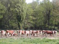 image vache18.jpg (0.7MB)